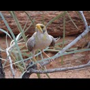 Im Botanischen Garten von Alice Springs